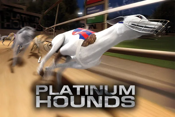 Platinum Hounds – premium greyhound wedden bij Slotseater sport